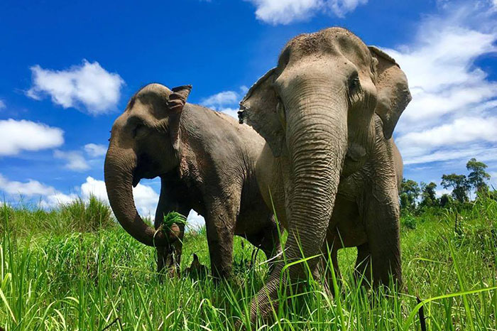 voyage solidaire Cambodge rencontre éléphant